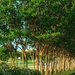 Crepe Myrtles all in a row by louannwarren