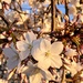Cherry Blossoms  by nicolecampbell