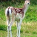 Fallow Deer, Wentworth Castle, Barnsley by fishers