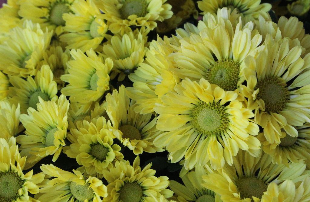 Yellow mums by mittens
