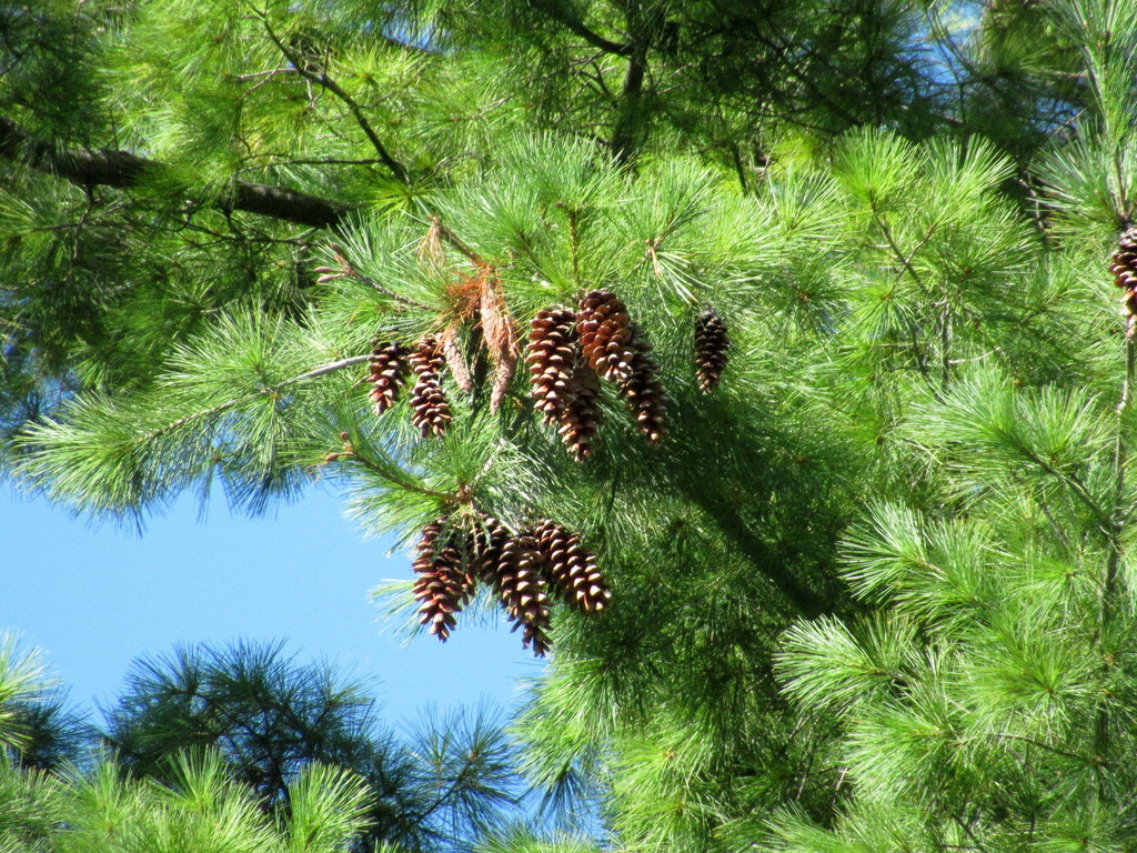 What do they say.... about a lot of pinecones by bruni