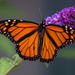 Magnificent Male Monarch by berelaxed