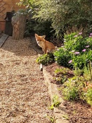 18th Sep 2019 - Foxy in the osteospermum