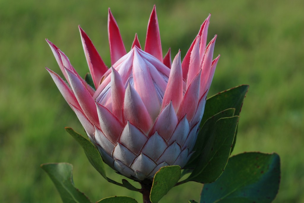 King Protea by seacreature