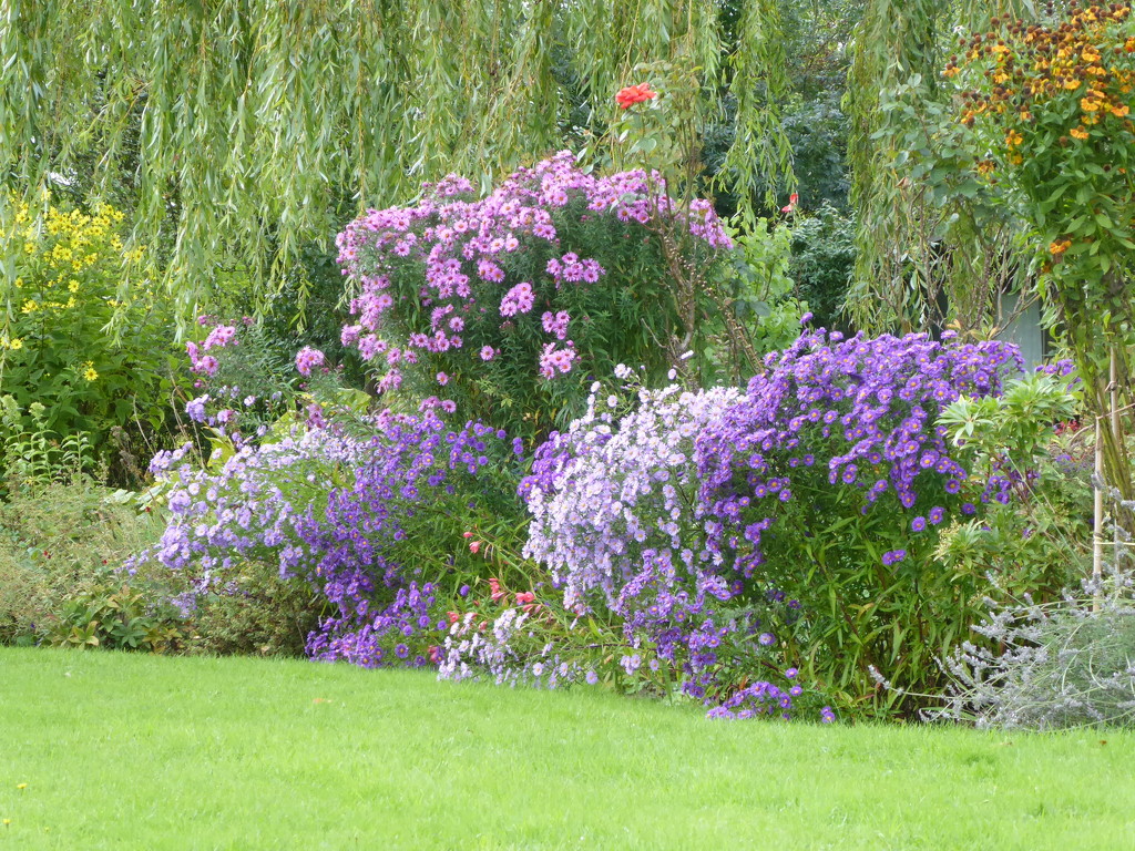 These Michaelmas Daisies make a splash of color  by snowy