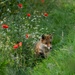 Young Fox by shepherdmanswife