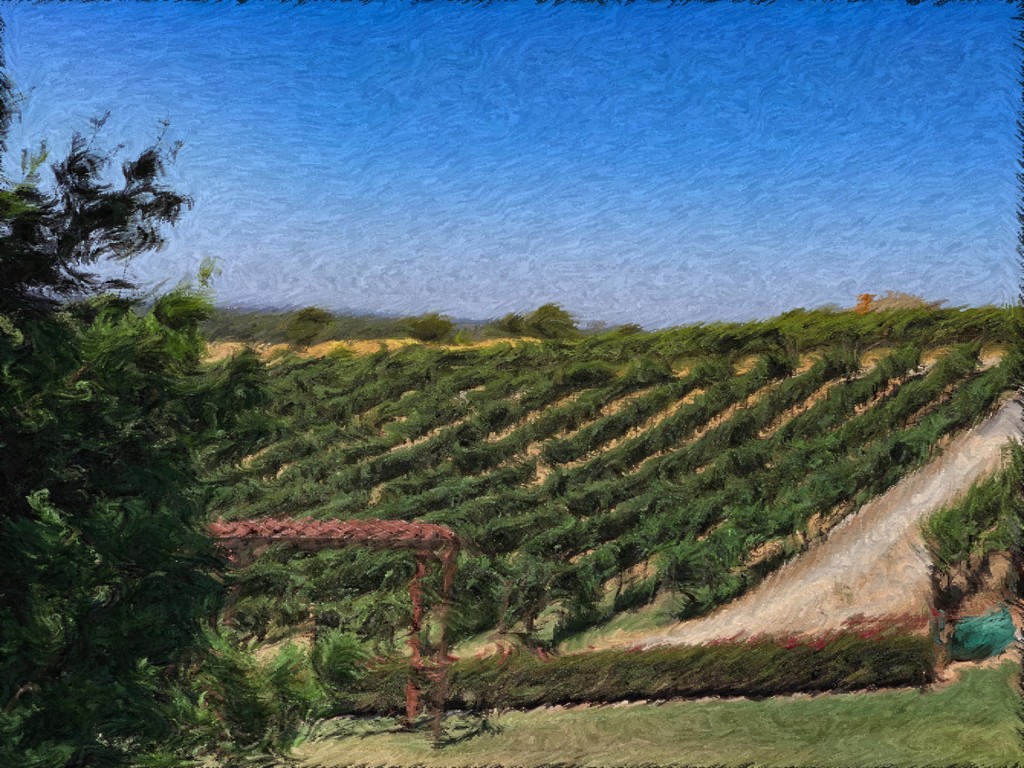 Local vineyard by shutterbug49