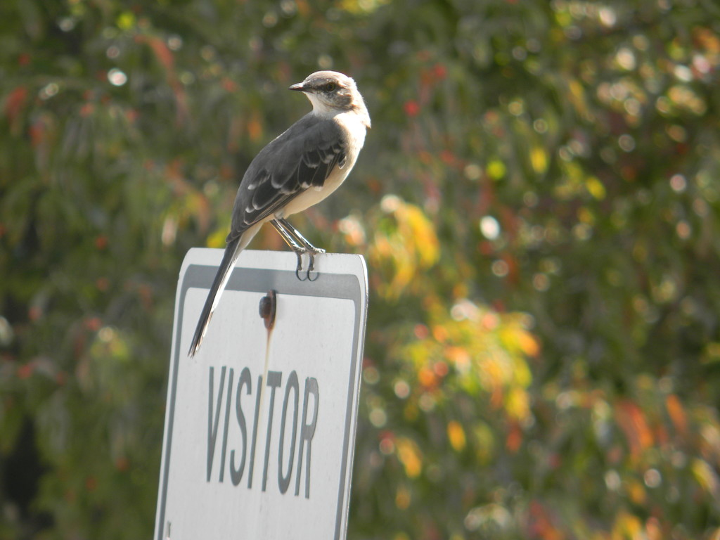 Bird on Visitor Parking Sign by sfeldphotos