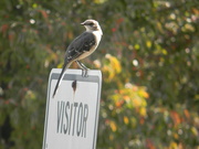 25th Sep 2019 - Bird on Visitor Parking Sign