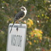 Bird on Visitor Parking Sign by sfeldphotos