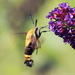 Snowberry Clearwing  by rhoing