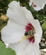 1st Sep 2019 - Dusty Bee