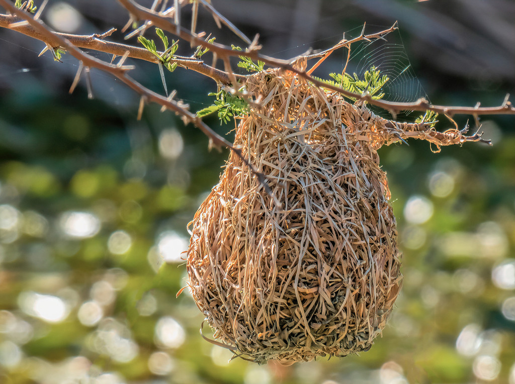 A different styled Weaver nest by ludwigsdiana