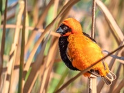 26th Sep 2019 - A Red Bishop