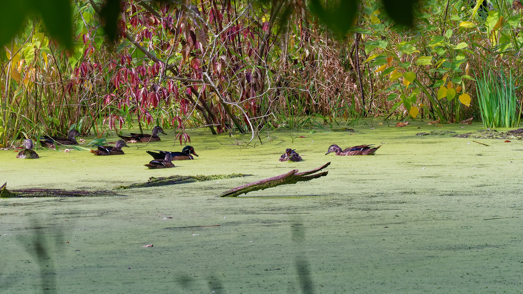 wood ducks in the fall by rminer