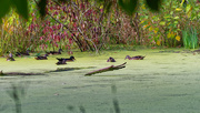 25th Sep 2019 - wood ducks in the fall