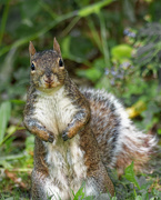 25th Sep 2019 - Mr squirrel
