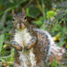Mr squirrel by rminer