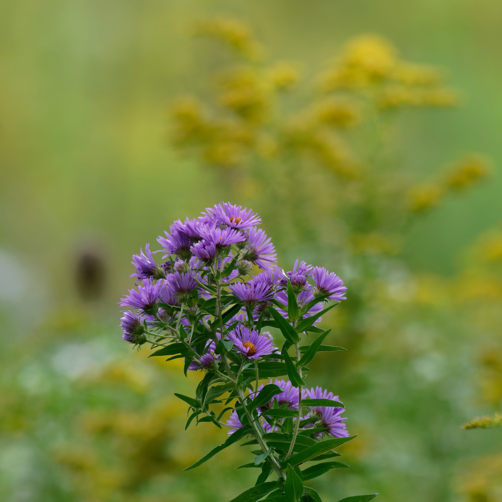 New England Asters before Goldenrod by rminer