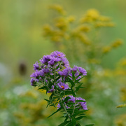 25th Sep 2019 - New England Asters before Goldenrod