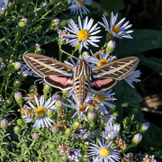 26th Sep 2019 - White-lined sphinx moth