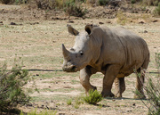 25th Sep 2019 - Rhino