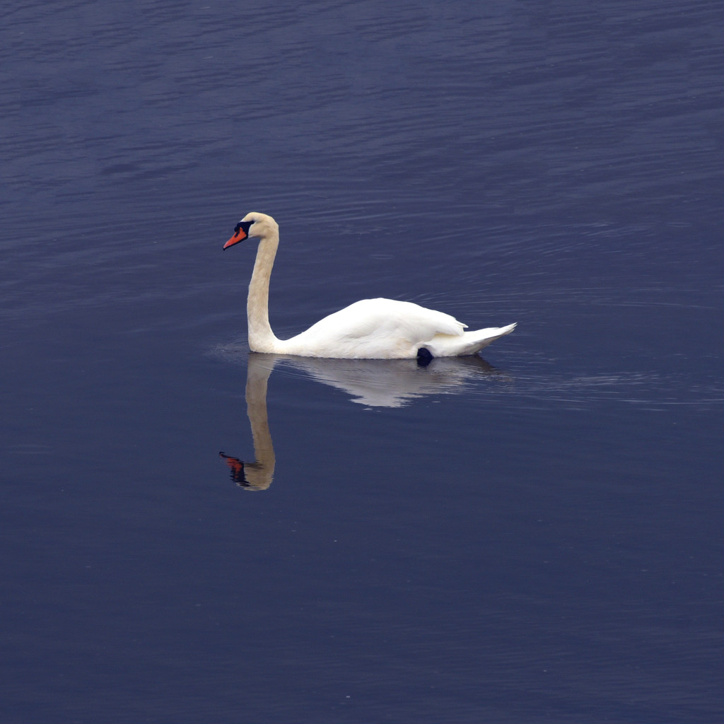 Swan with reflection by seanoneill
