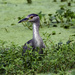 Black-crowned Night Heron by photographycrazy