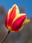 24th Sep 2019 - A tulip