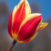 A tulip by gosia