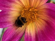 25th Sep 2019 - Gathering pollen