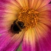 Gathering pollen by 365projectmaxine