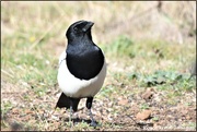 26th Sep 2019 - RK3_1507 One for sorrow