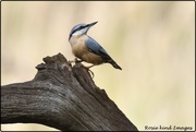 26th Sep 2019 - RK3_1473  Today's Nuthatch
