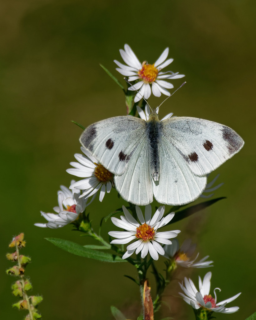 cabbage white and asters by rminer