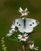 26th Sep 2019 - cabbage white and asters