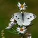 cabbage white and asters by rminer