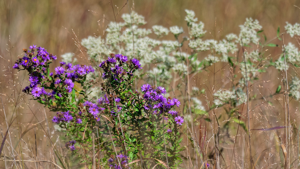 New England Asters and Tall Boneset by rminer