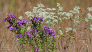 26th Sep 2019 - New England Asters and Tall Boneset