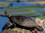 26th Sep 2019 - painted turtle 