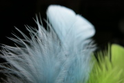 26th Sep 2019 - Feathers