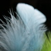 Feathers by lmsa
