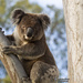 Jordan's big day by koalagardens
