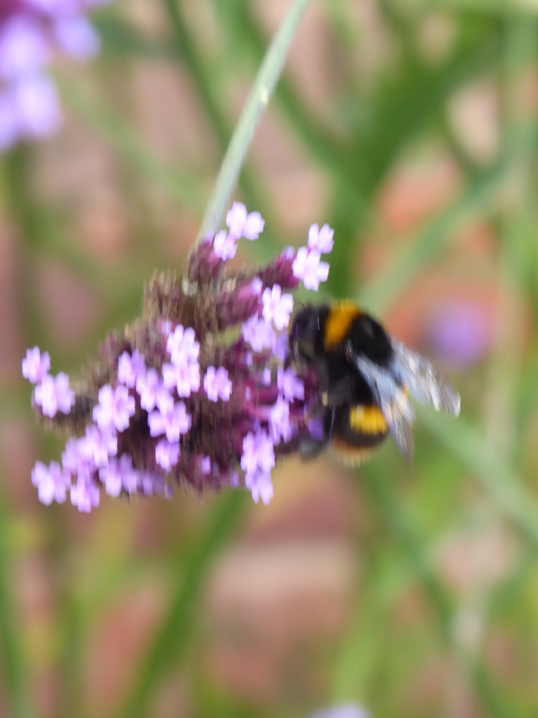 A Bumble-bee making the most of the last of the Verbena flowers by snowy