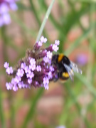 26th Sep 2019 - A Bumble-bee making the most of the last of the Verbena flowers