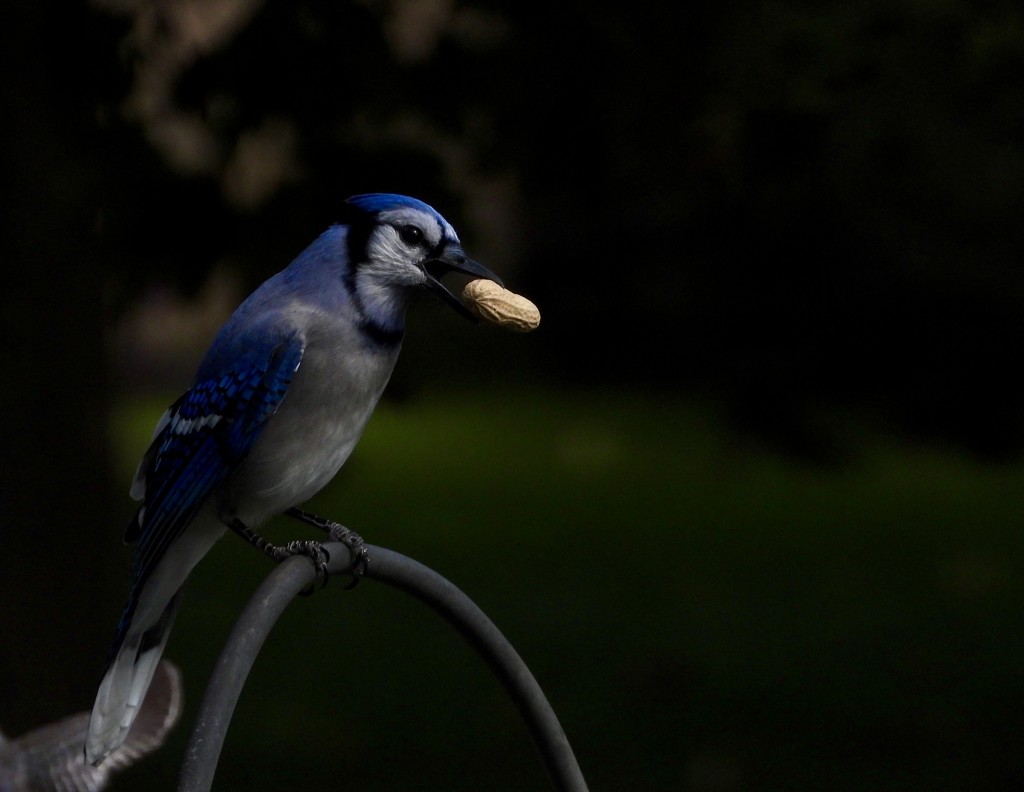 Peanut and bird by amyk