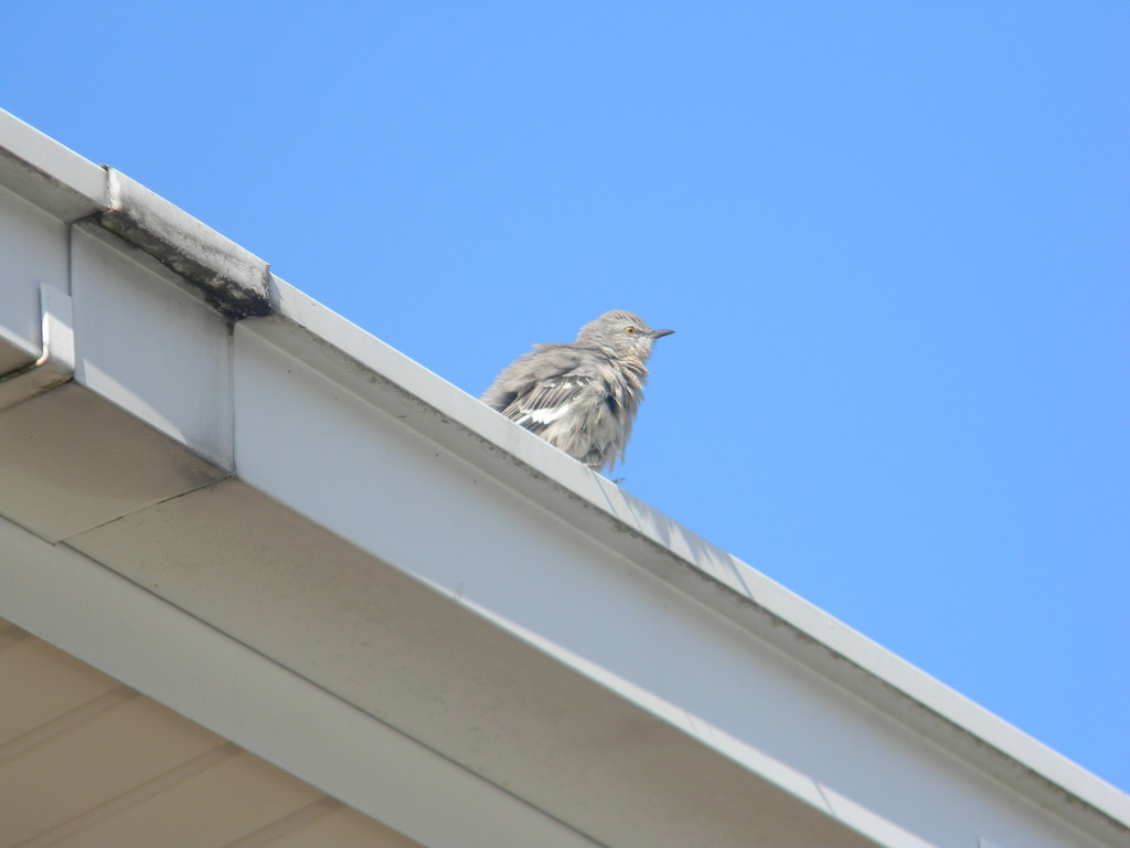 Bird on Roof of Building by sfeldphotos
