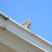 Bird on Roof of Building by sfeldphotos