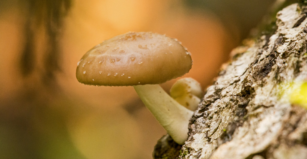 Mushroom on the Log! by rickster549