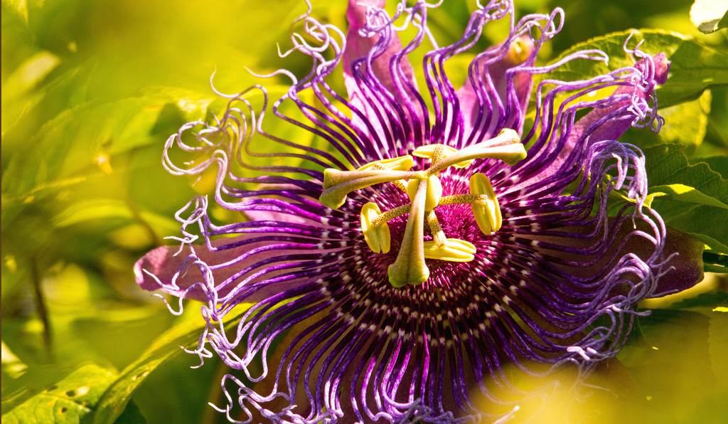 Passion Flower in the Orange Tree! by rickster549